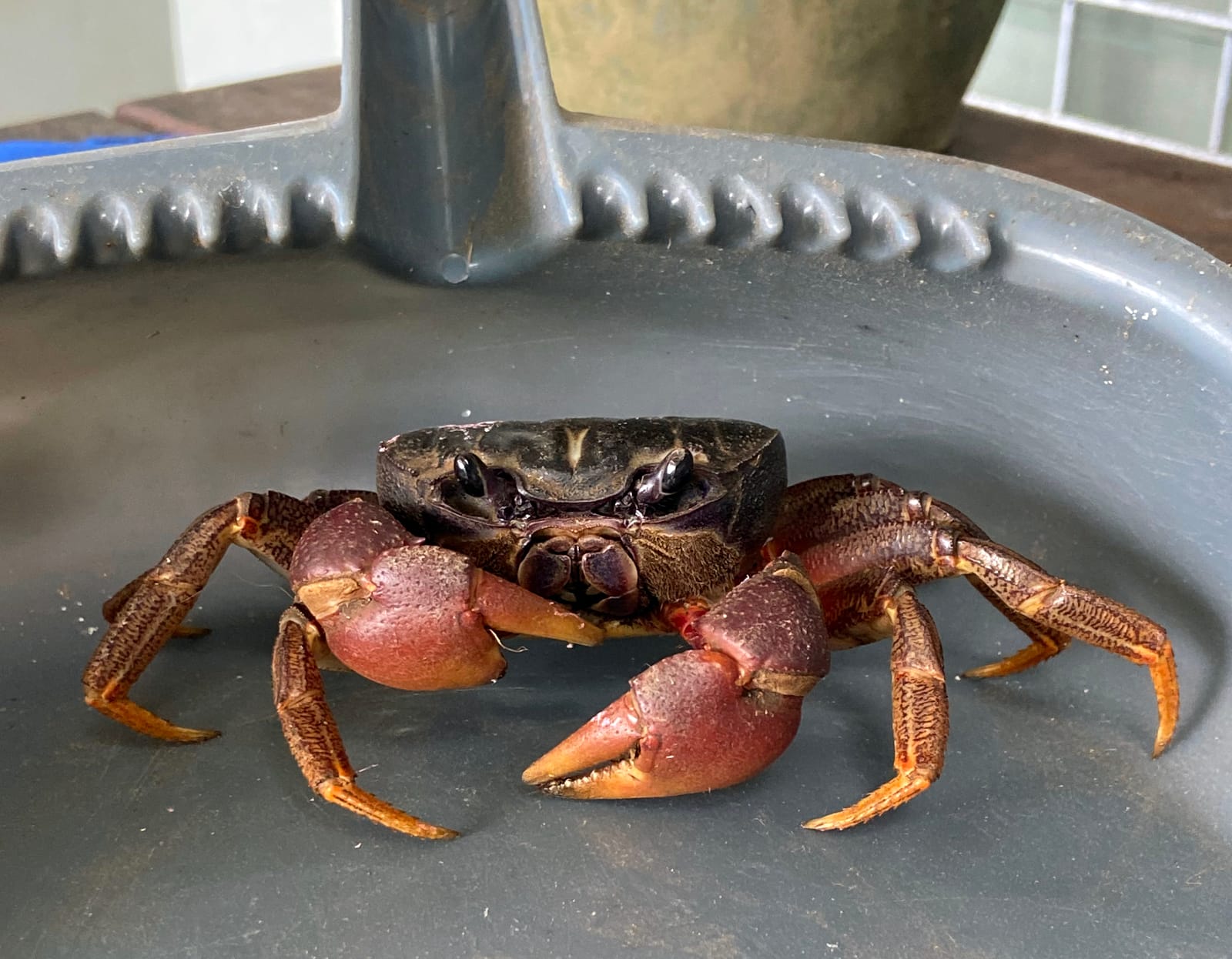 Papua New Guinean Land Crab, Wewak