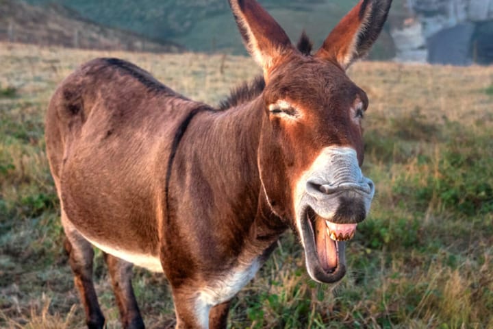 I Consider Myself Smarter Than A Donkey So I Remain Hopeful