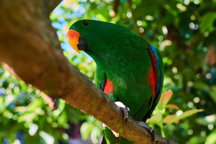 An Eclectus parrot in Papua New Guinea.