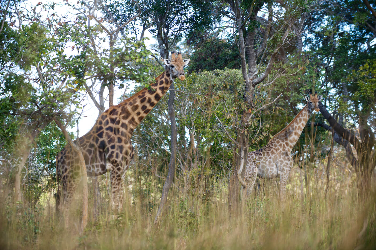 We went to Zambia (and came back again)